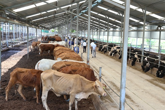 An toàn sinh học trong chăn nuôi trang trại trâu, bò