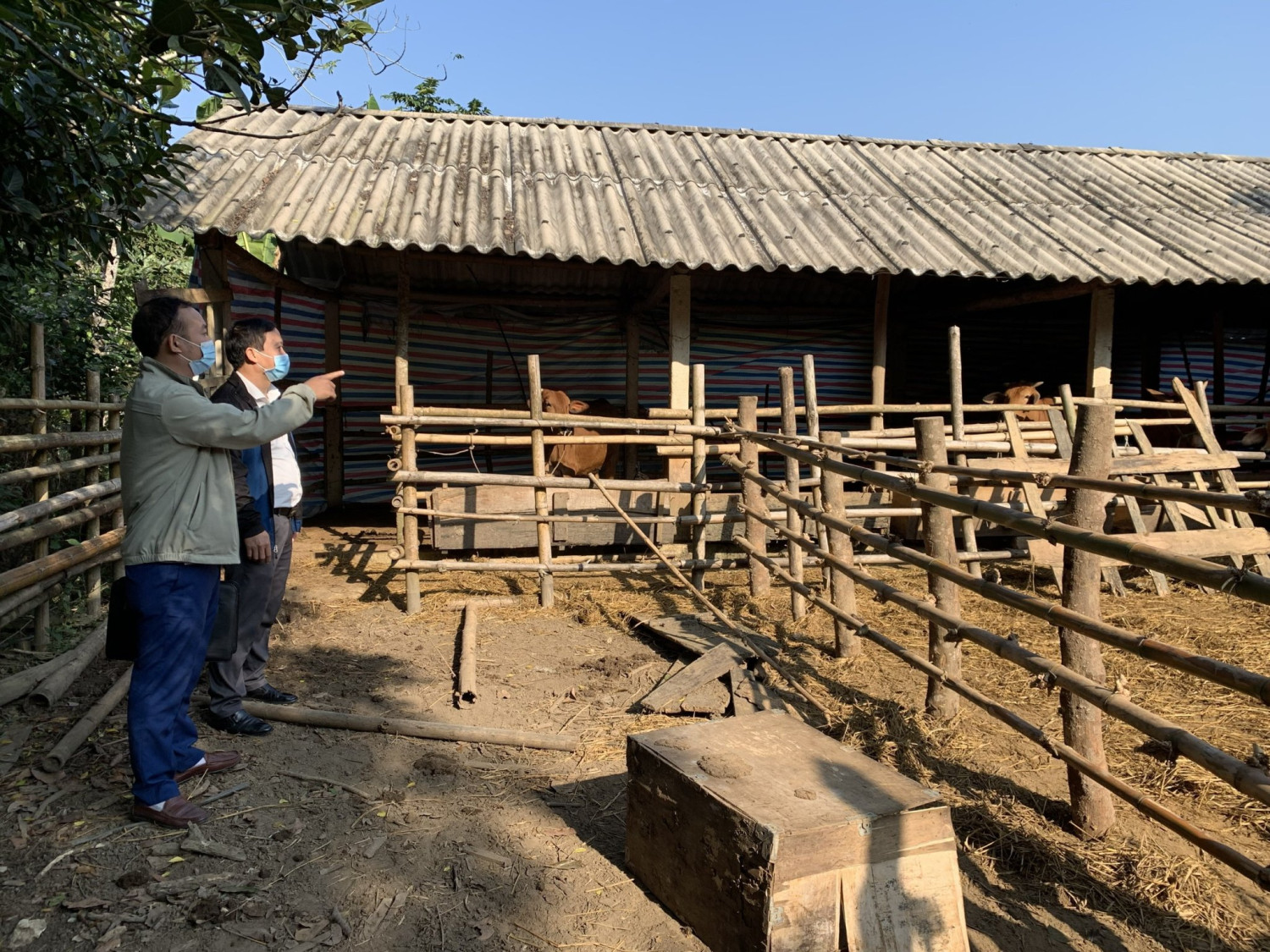 Nghệ An: Chủ động phòng chống đói rét dịch bệnh trên đàn vật nuôi 2022
